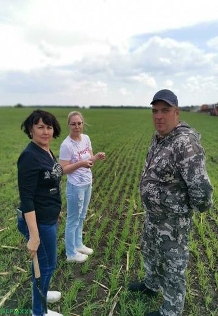 Урожайность пшеницы 85 ц/га