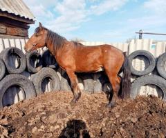 Продам жеребчика